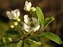 Exochorda racemosa